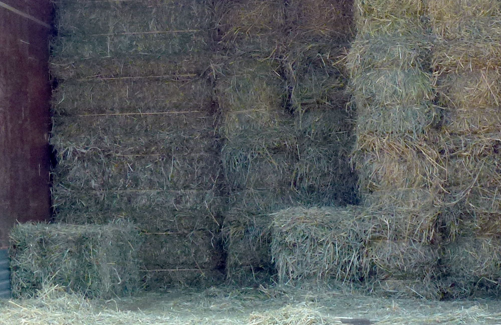 Hay For Sale Timothy, Alfalfa, Orchard, Fescue, Bermuda, Grass Hay