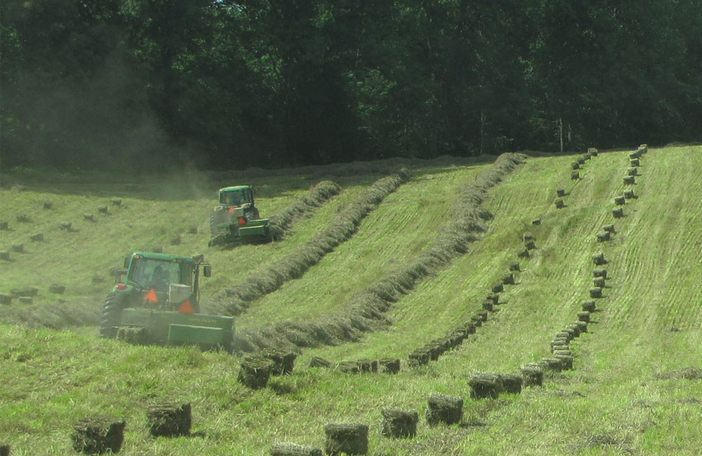 Hay For Sale Timothy, Alfalfa, Orchard, Fescue, Bermuda, Grass Hay