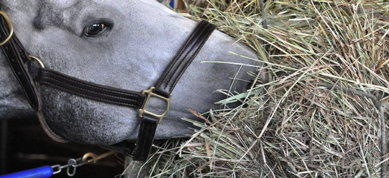 Benefits of Soaking Hay for Horses - J & J Hay Farms